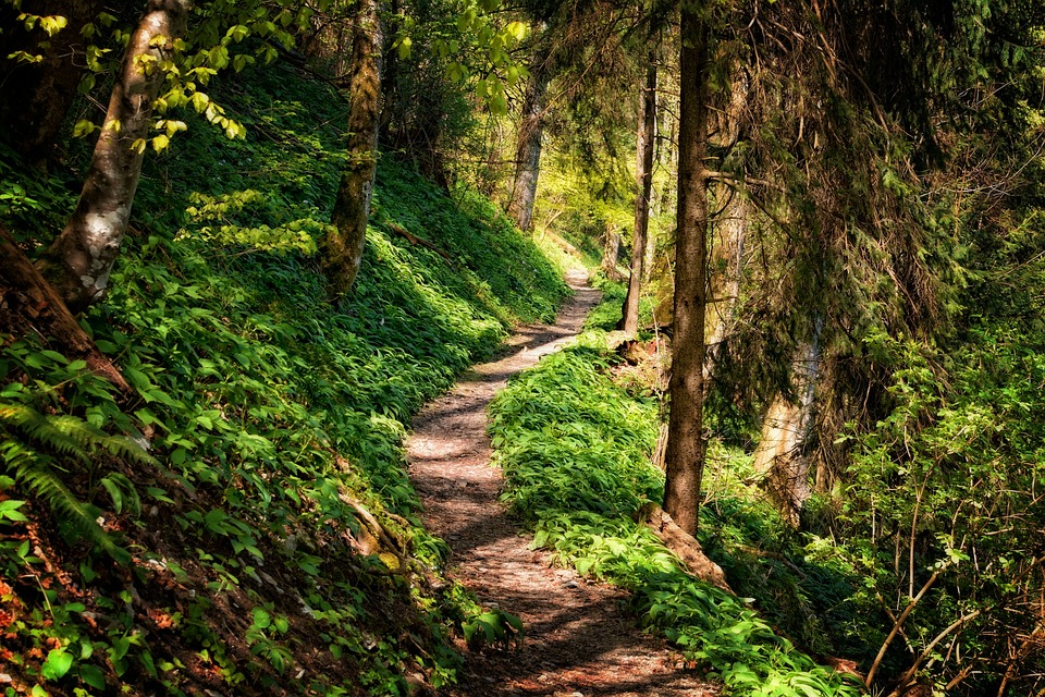 forest hikes southern california